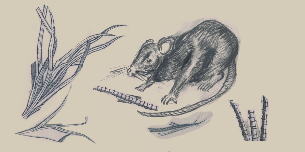 Rat breaking sugar cane